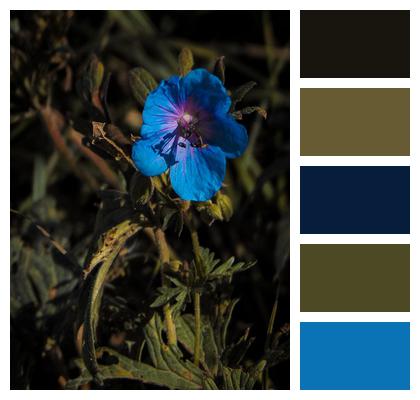 Flower Meadow Blue Flower Image
